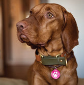 Smart Pet Tag - PINK - NEW